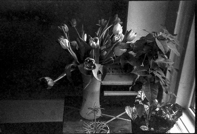 tulip bouquet, orchid, window, Asheville, NC, Rollei Prego 140, Fomapan 200, HC-110 developer, 9.24.20