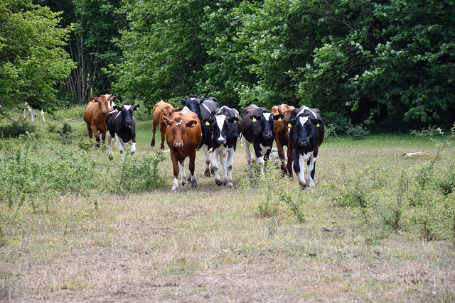 Cattle on the go in a forest glade