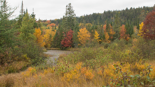 automne autumn maraisdunord pq canada 9489 marais stoneham landscape paysage fall nature