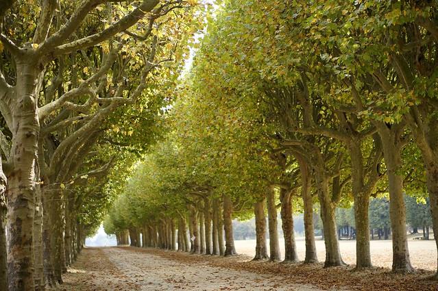 Aligned trees in Meudon terraces