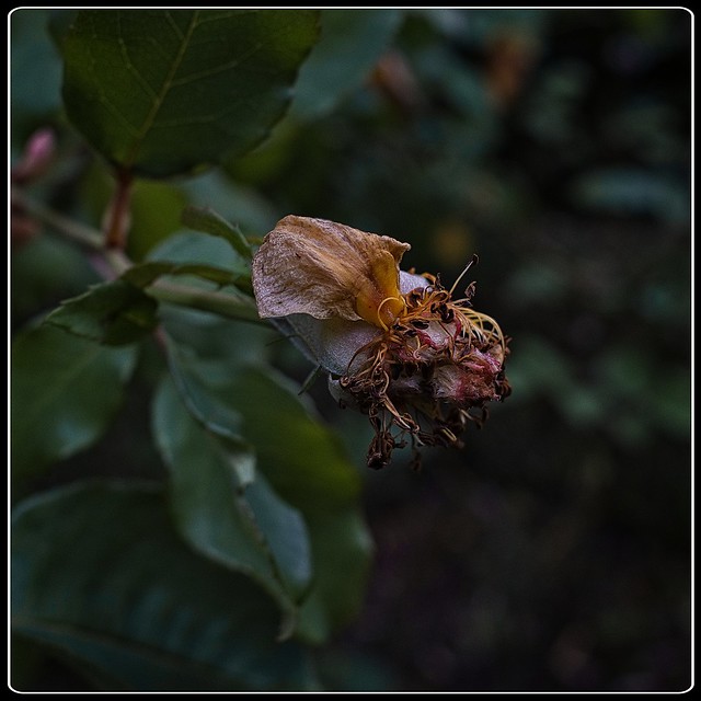 Autumn Impression #5 - Yellow Rose