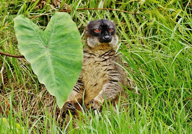 Brown Lemur Sitting In The Grass (M) (Eulemur fulvus)
