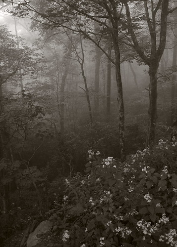 fog forest nantahalanationalforest westernnorthcarolina pentax k1 smcpentax13535mm iridientdeveloper