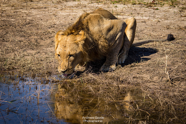 Young male Kalahari lion