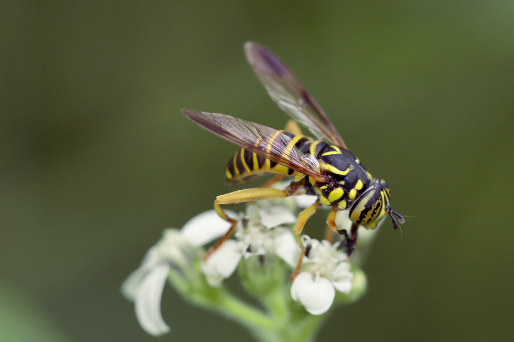 HFDF 10/2/20 | This beautiful wasp mimic showed up in a subu… | Flickr