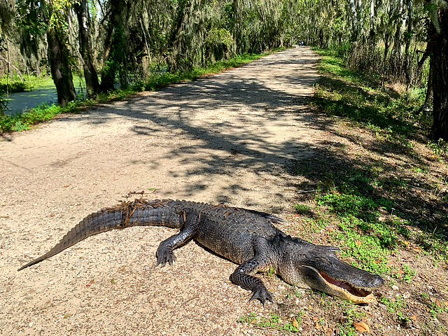 Gator on Spillway Trail at Brazos Bend State Park. (9/29/2020)