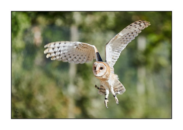 Chouette effraie - Barn owl