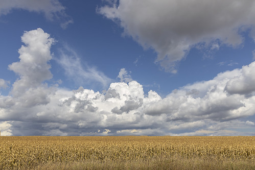 clouds crop corn farm storm sky