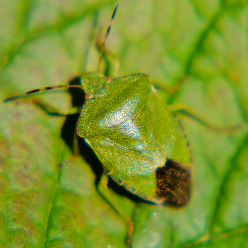 Yet another green shield bug
