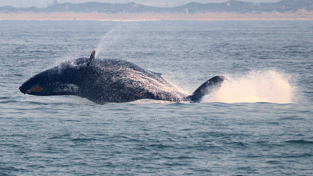 Humpbac Whale Calf Breaching (IMG_2791)