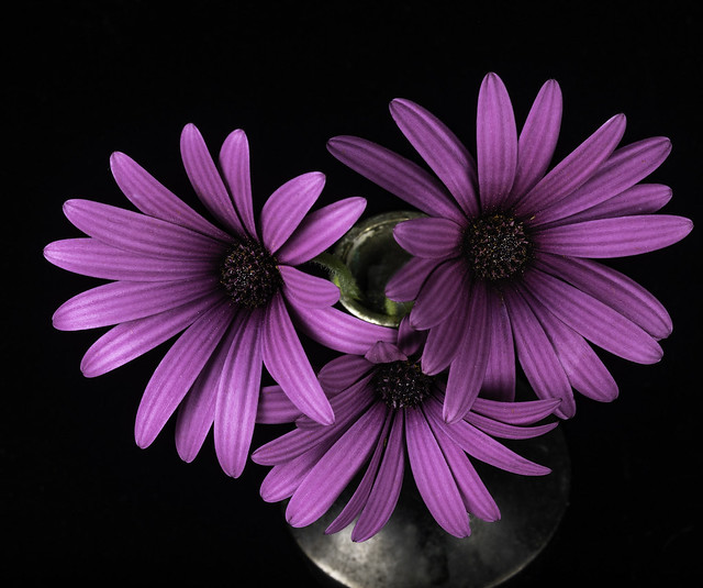 The Purple Flower Trio