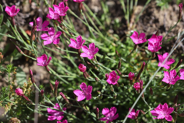 Bakke-nellike (Maiden Pink / Dianthus deltoides)