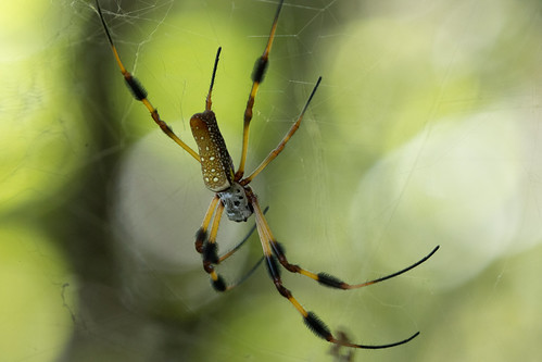 spider trichonepilaclavipes female eos arachtober cullinanpark spiderweb goldensilkspider outside