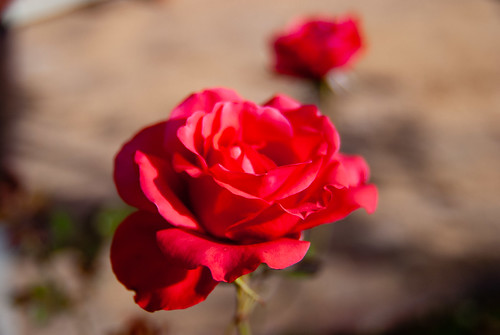 DSC_4309