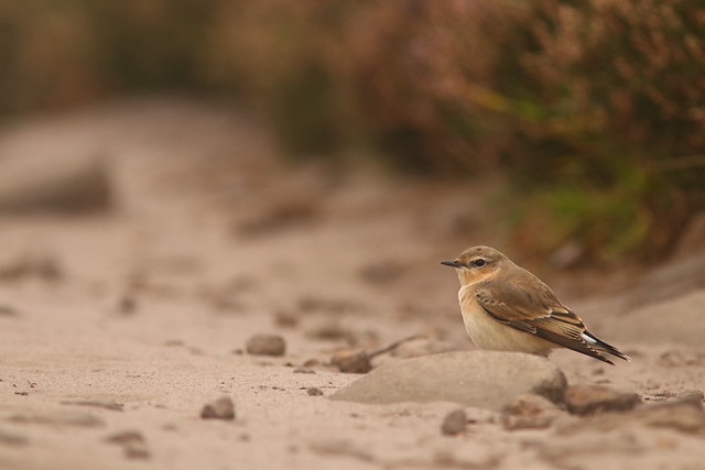 Getting Down With The Wheatear