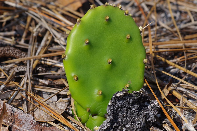 Eastern Prickly-pear Cactus