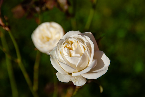 DSC_4316