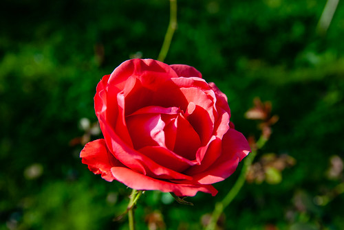 DSC_4307