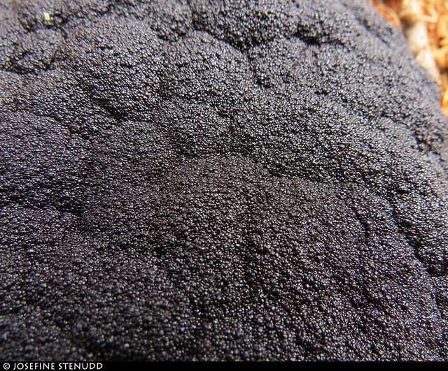20170720_18 Big black lump of slime mould near Morteratsch, Switzerland