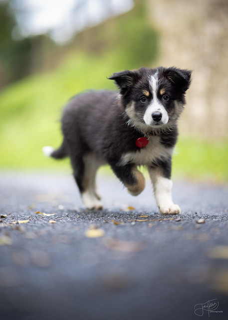 Rakkie - Border Collie Pup