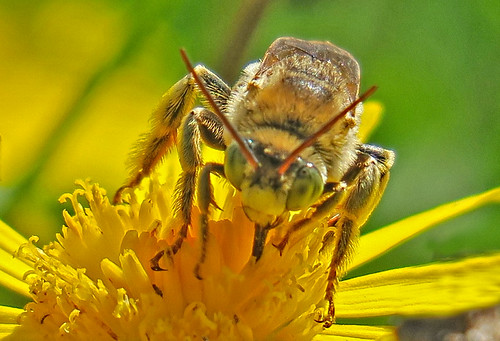 Bee on a daisy bush | by Spudmaniac