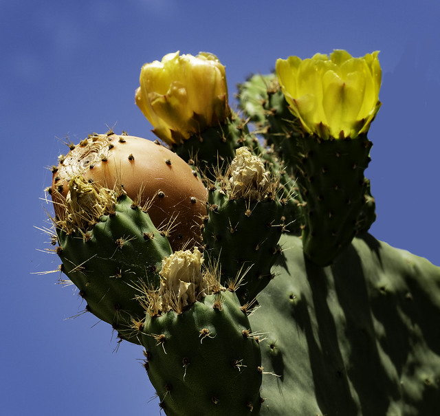 Cactus Flowers And Buds In The light