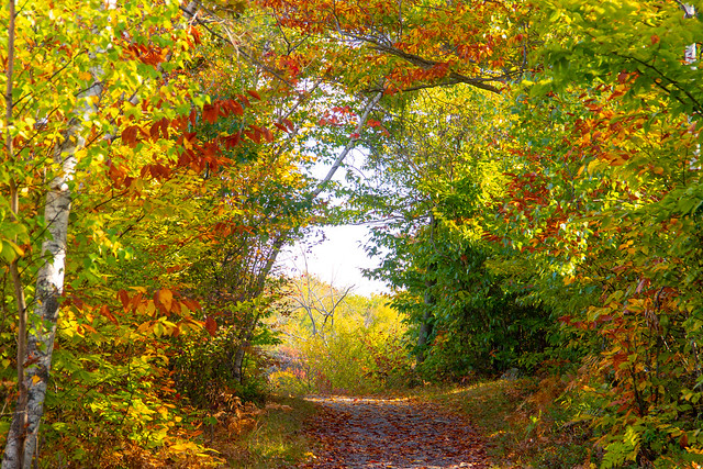Fall Foliage at Tobyhanna State Park