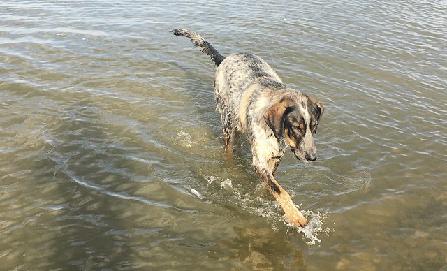 Volga river Dog