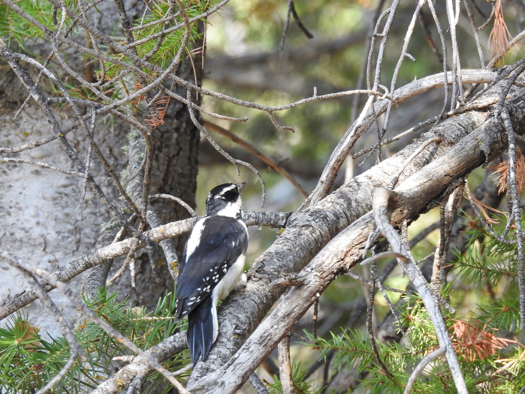 Hairy Woodpecker Female