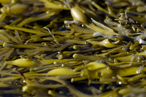 seaweed macro abstract explorelight daraghmuldowney