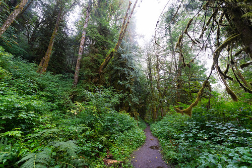 1424 1424mm1424f28 a7 a7r3 a7riii color explore exploring forest forests fullframe green hike hiking historic history landscape moss nature northamerica northwest old outdoor outdoors pnw pacificnorthwest plant plants rain raining rural sigma sigma1424f28dgdnart sigma1424mm28art sigmaart snohomishcounty sony sonya7r3 summer trail trails tree trees usa unitedstates unitedstatesofamerica wa washington washingtonstate wood woods