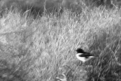 Blurred Bird in Black & White | If the birds won't pose nice… | Flickr