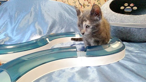 Dolly, gatita carey azul muy mimosa esterilizada, nacida en Agosto´20, en adopción. Valencia. ADOPTADA. 50417376598_a84e99d5ac