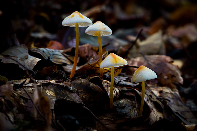 4 funghi
