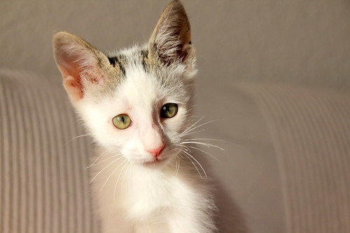 Connie, gatita blanca con toques pardos muy divertida esterilizada, nacida en Agosto´20, en adopción. Valencia. ADOPTADA. 50417768783_5695d4899a