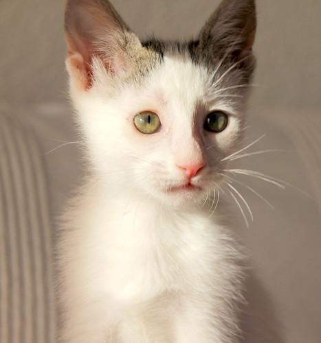 Connie, gatita blanca con toques pardos muy divertida esterilizada, nacida en Agosto´20, en adopción. Valencia. ADOPTADA. 50418462676_01e80b5aaf