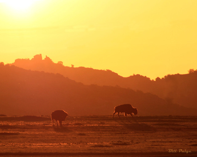 Buffalo at Sunrise