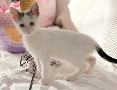 Connie, gatita blanca con toques pardos muy divertida esterilizada, nacida en Agosto´20, en adopción. Valencia. ADOPTADA. 50418627062_aaf7158216