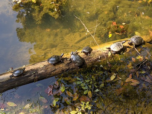 Turtles all the way down | We walked by the pond at just the… | Flickr