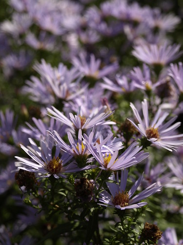 Flowers | OLYMPUS DIGITAL CAMERA | Richard Maguire | Flickr