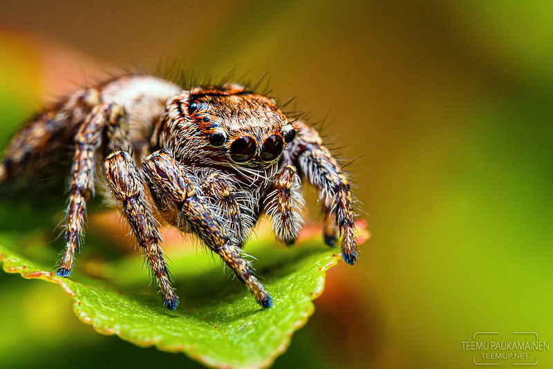 Salticidae | Jumping Spider - 074-EM107431