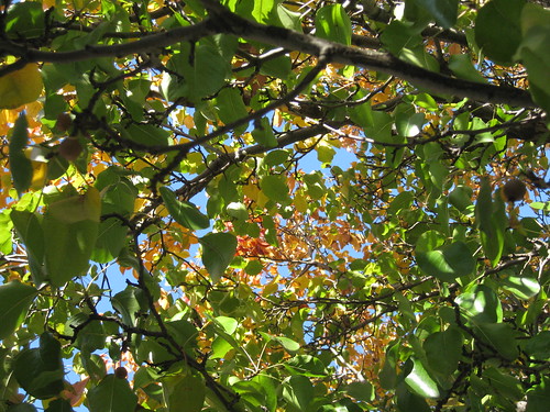 fff fotf famousflickrfive freestyleonthefifth blue autumn red sky brown tree green fall leaves yellow garden gold leaf australia melbourne bluesky victoria lookingup lookup curled vein colourful deciduous autumnal northcote photogroup ornamentalpear furled stgeorgesroad goldenyellow stgeorgesrd autumnalcolours ruckershill deciduoustree photographygroup ornamentalpeartree reddioxide flickrfamousfive wood orange branch bright framed azure sunny bark frame twig framing azuresky