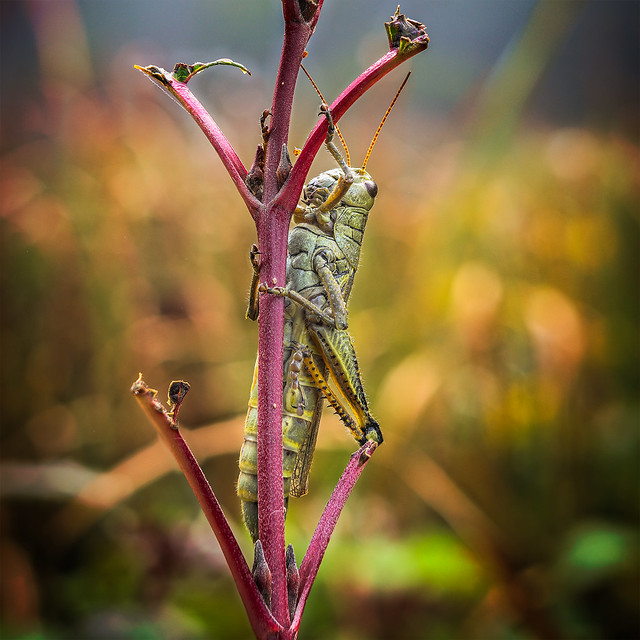Grasshopper In the early morning