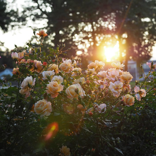 #autumnvibes🍁 #goldenhour #roses #flare #sunset #olympusinspired #olympuspenf