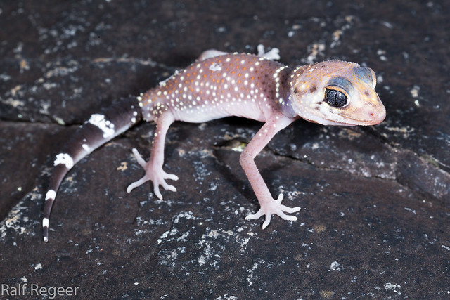 Underwoodisaurus milii (thick-tailed gecko)