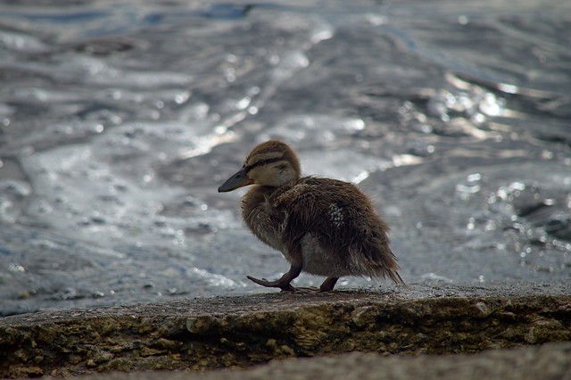 Little duckling for a walk