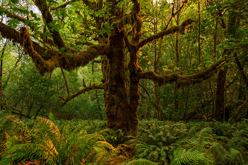 california redwoodnationalpark maple bigleaf fern tree moss landscape hiking green amateur outdoors nature