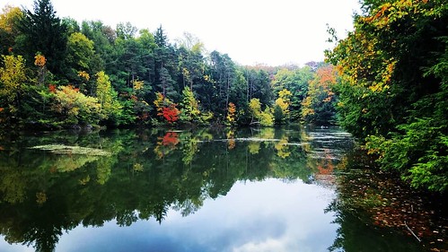 Reflective #ChestnutRidge #wny #orchardpark #autumn #fall #nature #hiking #trees
