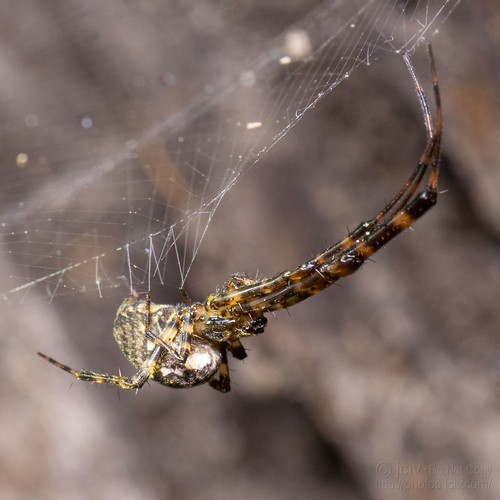 spider mission texas unitedstatesofamerica file:name=dsc08303 macro arachnid orbweaver