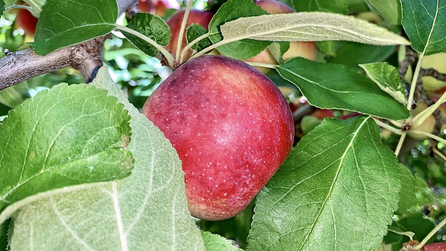Apple picking at Harmony Farms in North Scituate RI.